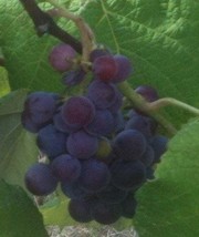 Saturn Blue Seedless Grape Vine 1 Gallon Live Plant Home Garden Easy to ... - £27.06 GBP