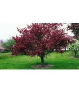  20 FRESH Red Crabapple Tree Cuttings  Free shipping.   - £20.47 GBP