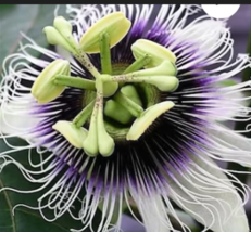 Yellow Passion Fruit 10 Seeds - £7.95 GBP