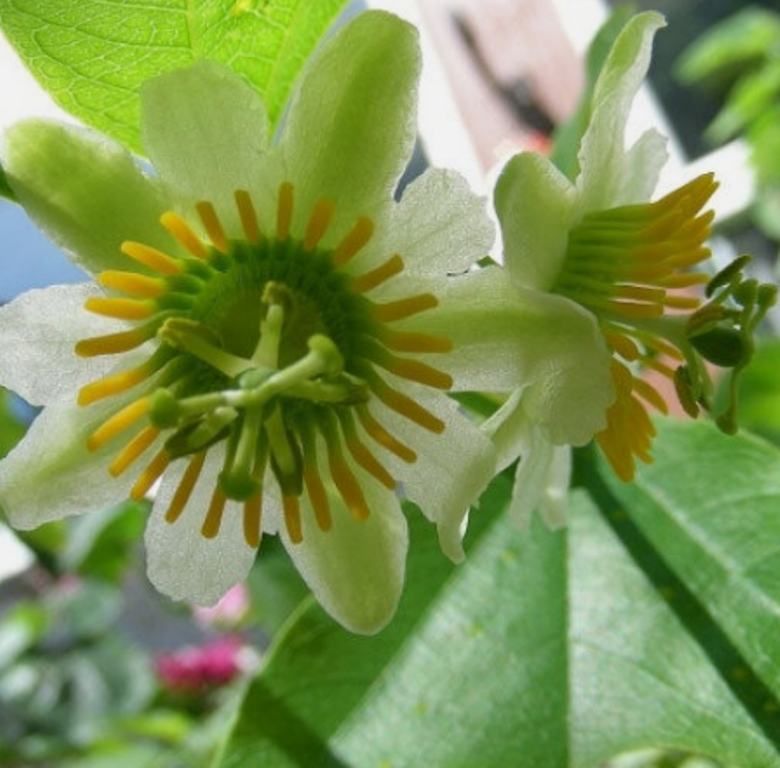 Primary image for 10 Pc Seeds Passiflora Biflora Flower Plant, Passionvine Seeds for Planting | RK
