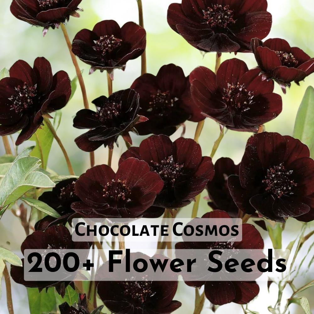 200+ Chocolate Cosmos Flower Seeds - Gardening - $11.90