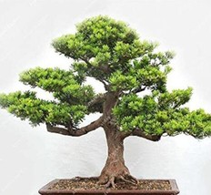 20PCS Pine Tree Pinus Thunbergii Podocarpus macrophyllus - £10.29 GBP