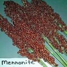 Mennonite Sorghum Seeds Best For Syrup High Yield US Seller Fast Shipping - £5.42 GBP