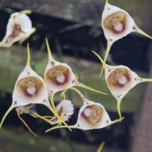 Monkey Face Orchid Seeds (10 Pack) - Rare Exotic Plant Seeds, Perfect for Unique - £6.65 GBP