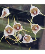 Monkey Face Orchid Seeds (10 Pack) - Rare Exotic Plant Seeds, Perfect fo... - £6.79 GBP