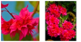 DOUBLE RED Well Rooted Live Bougainvillea starter/plug plant Gardening - £40.01 GBP