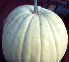 Seeds 5 White Casper Pumpkin White Skin Orange Flesh Cucurbita Maxima Vegetable - £20.18 GBP