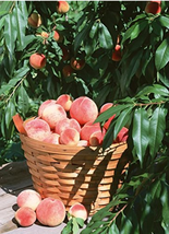 Worldwide Shipping 10Pcs Sweet Pink Red Peach Tree Seeds - £8.50 GBP