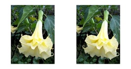Double Yellow Angel Trumpet 10 Seeds Brugmansia Datura Flower Seed - £16.77 GBP