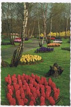 Netherlands Holland Postcard Keukenhof Lisse Holland Flowers - £1.77 GBP