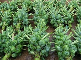 LimaJa Brussel Sprouts Catskill Seeds, 300 Vegetable NON-GMO HEIRLOOM  - £1.56 GBP