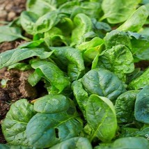 Matador Viking Spinach 100 Garden Seeds Gardening Vegetable Seeds Fresh Seeds US - $14.88