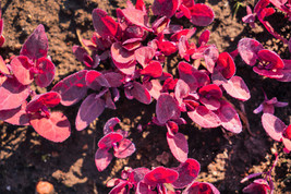 Sale 150 Seeds Magenta Magic Orach Mountain Spinach Atriplex Hortensis Red Leaf  - £7.75 GBP