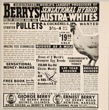 1948 Print Ad Berrys Austra White Hybrid Chickens Quincy,IL &amp; Newton,Kansas - £9.20 GBP