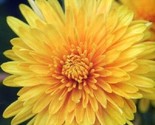 Sale 500 Seeds Yellow Chrysanthemum Morifolium Flower  USA - $9.90