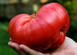 Goliath Tomato Seeds Bulk 300 Count Pkt 1 Pounders Bright Red Fresh Garden - £10.19 GBP