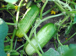 50+ Boston Pickling Cucumber Seeds Heirloom Non-GMO Free Shipping #3 - $2.19