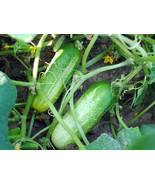 50+ Boston Pickling Cucumber Seeds Heirloom Non-GMO Free Shipping #3 - $41.19 MXN