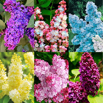 Mixed Violet Flower Plant Seed Fragrant Flower Flower Woody Shrub Bonsai... - $10.00