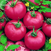 Heirloom &#39;Pink Girl&#39; Big Bunches of Tomato, 100 seeds, healthy nutritious fruits - £3.56 GBP