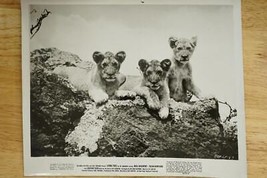 1971 Vintage Lobby Card Movie Photo Poster Living Free Three Lion Cubs o... - $14.84