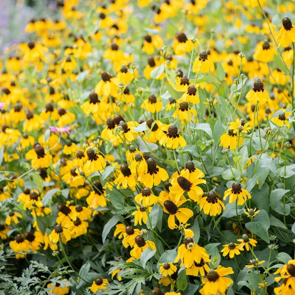 Clasping Coneflower Pollinators Meadow Native Wildflower Non-Gmo 500 Seeds Garde - £6.25 GBP