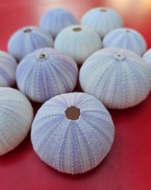 SEASHELL WEDDING DECORATIONS 2&quot; PURPLE SEA URCHINS (Pack of 5) - $15.00