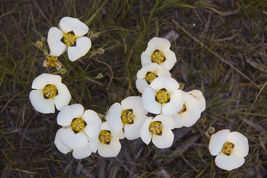 FROM US 20 Seeds Calochortus Leictlinii Smokey Mariposa (Mariposa Lily) ... - £20.28 GBP