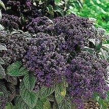 Fragrant Marine Heliotrope 50 Seeds Fresh Garden - £3.10 GBP