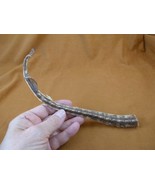 (sj441-15) 8" SPOTTED RAY tail piece Raja Montagui specimen science - $937.83 MXN (sj441-15) 8" SPOTTED RAY tail piece Raja Montagui specimen science - $937.83 MXN