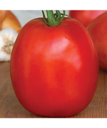 Tomato SuperSauce Hybrid Seeds 100pcs the World&#39;s Largest Sauce Tomato - £9.20 GBP