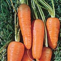 Red Cored Chantenay Carrot Seeds US Seller Fast Shipping - £4.59 GBP