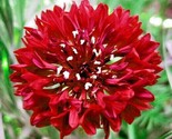 500 Seeds Red Cornflower Seeds Bachelor Button Cut Dried Flowers Garden ... - $8.99