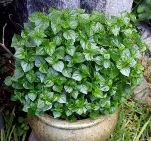 rau cang cua-peperomia pellucida Plant, 100 Seeds D