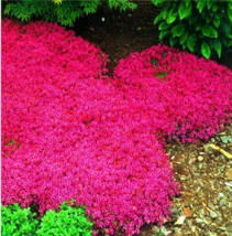 Fizzy Rose Picotee Cosmos bipinnatus Annual Flowers 50 seeds purple white petals - $6.99