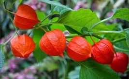 Rare Heirloom Chinese Lantern Seeds &#39;&#39;Physalis&#39;&#39; Plant Quality 10 Seeds - £8.39 GBP