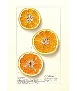 Oranges - Valencia - 1913 - Fruit Illustration Poster - £26.37 GBP