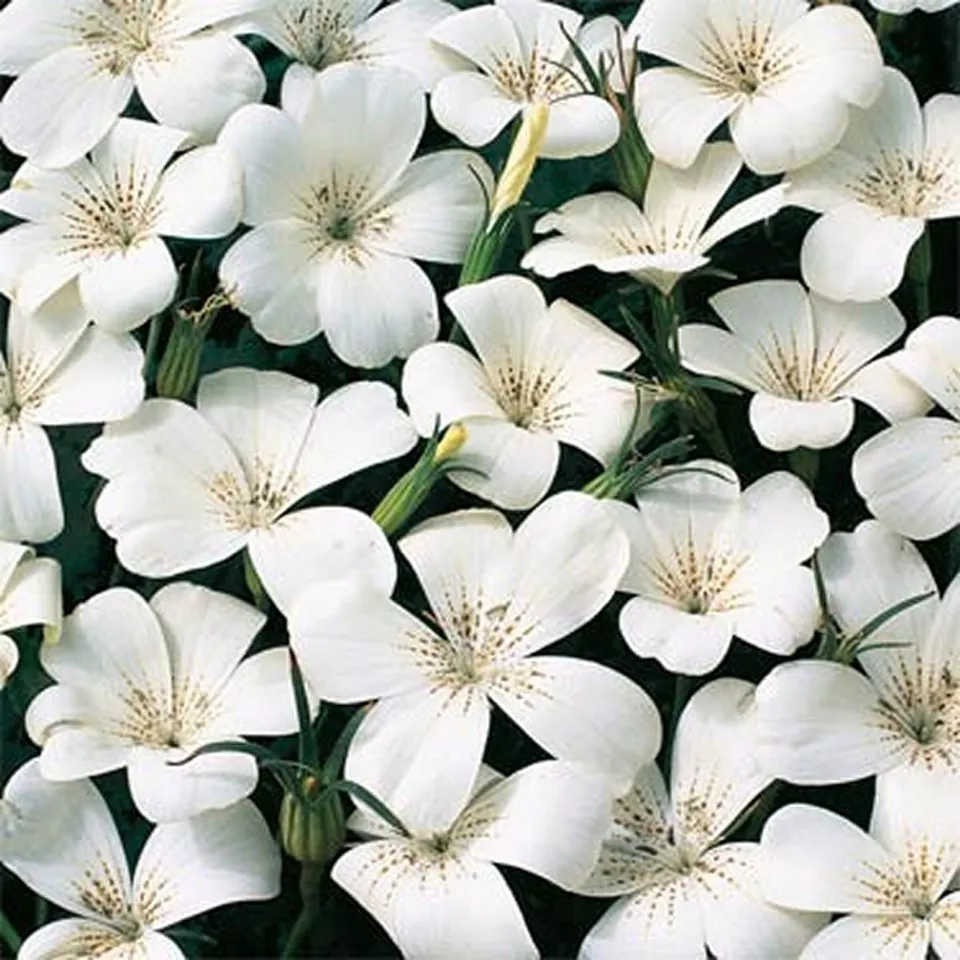 50 Seeds Agrostemma White Fresh Flower - £7.65 GBP