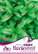 50 Seeds Peppermint Mint Herb Mentha Piperita Beautiful - £5.73 GBP