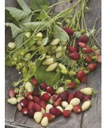 Seeds- Alpine Red &amp; White Strawberries Small Sweet Berries Fragaria Vesca - €4,00 EUR