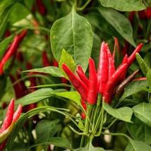 Thai Dragon Hot Pepper Seeds (5 Pack) - Grow Your Own Spicy Peppers, Perfect for - £5.59 GBP