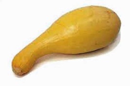 100 SEEDS SQUASH GOLDEN CROOKNECK HEIRLOOM SEEDS DELIVER QUICK STUNNING ... - $8.35