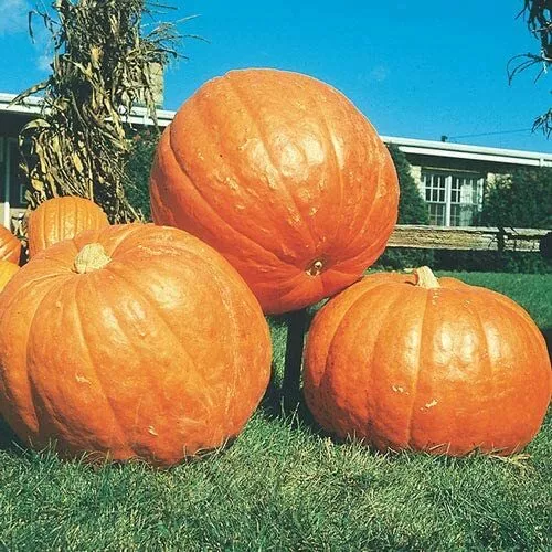 20 Big Max Pumpkin Seeds Prized For Being Giant And Symmetrical Usa Seller - £14.92 GBP