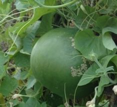 BStore 5 Seeds Giant Bushel Gourd Ornamental - £7.49 GBP