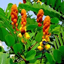 FG 20 Candle Bush Seeds Cassia Alata Senna Tree Plant &quot;Flowers Attract Butterfli - £10.10 GBP