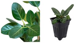 Audrey Indian Banyon Fig Tree Ficus benghalensis 2.5&quot; Pot US SELLER Free... - $29.99