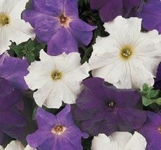 50 Pelleted Dreams Waterfall Mix Water Fall Mix Petunia Flower Seeds - £18.70 GBP