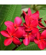 Hawaiian Rare Plumeria Frangipani Plant Planta Cuttings Red - £20.50 GBP