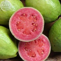 Apple Guava (Psidium Guajava) Seeds 20 Seeds Professional Pack Tasty Organic Fru - £5.66 GBP