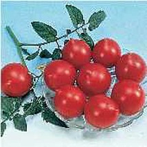 Jolly Tomato  10 Seeds  Garden Beautiful USA SELLER - $5.60